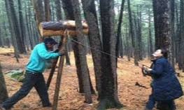 Нийслэлийн ногоон бүсэд хууль бусаар самар түүхгүй байхыг анхааруулж байна