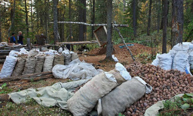 Хушны самар түүж бэлтгэхэд гаргасан зөрчилд хүлээлгэх хариуцлага