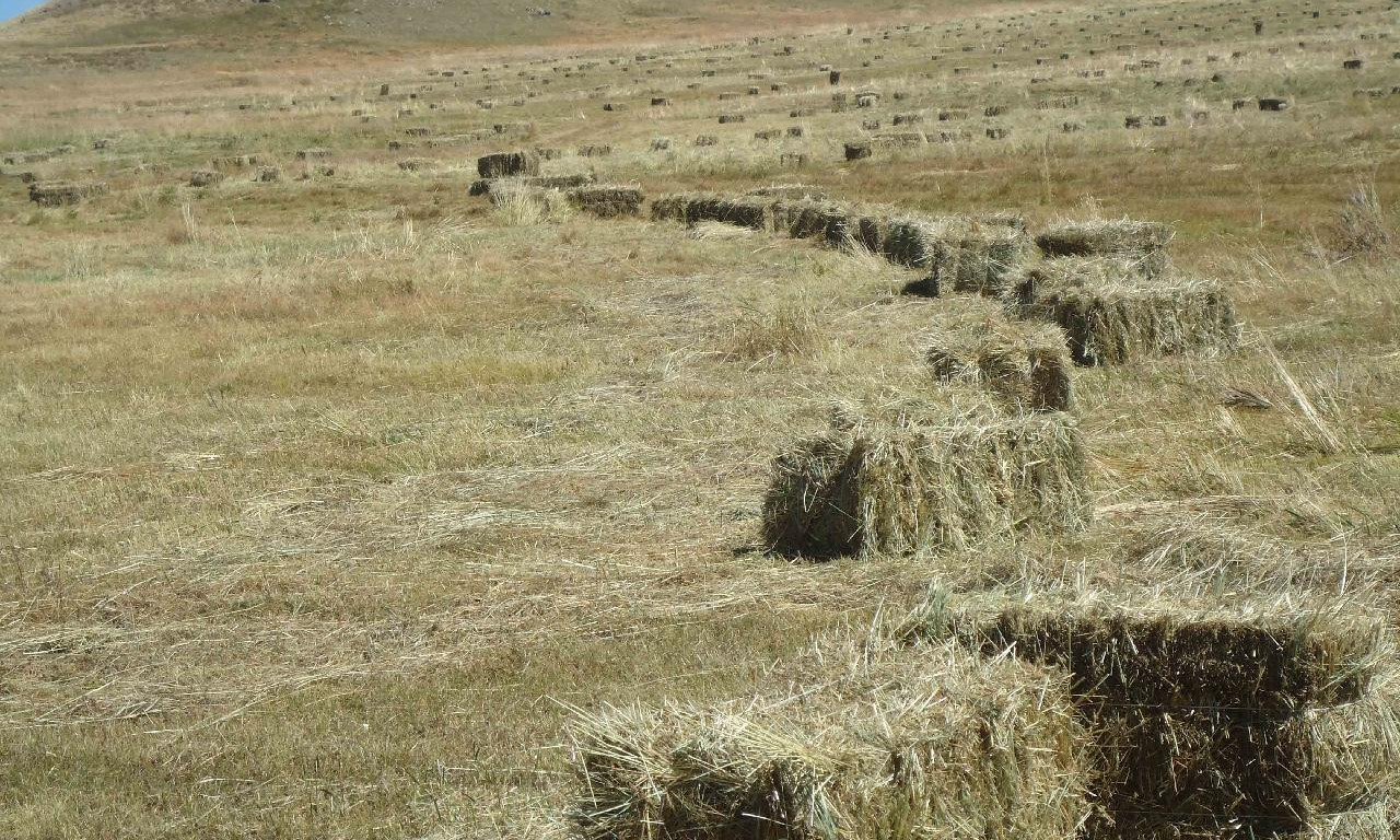 Өвс, тэжээл бэлтгэх явц баруун аймгуудад 82 хувьтай байна