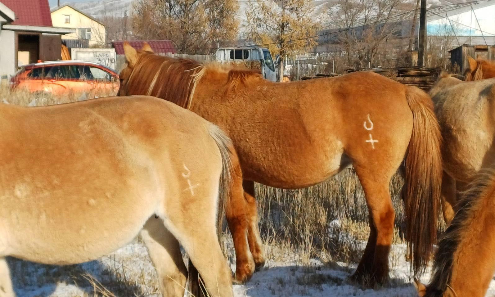 Нийслэлийн мал аж ахуй эрхлэхийг хориглосон бүсээс мал гаргах арга хэмжээг зохион байгуулж байна