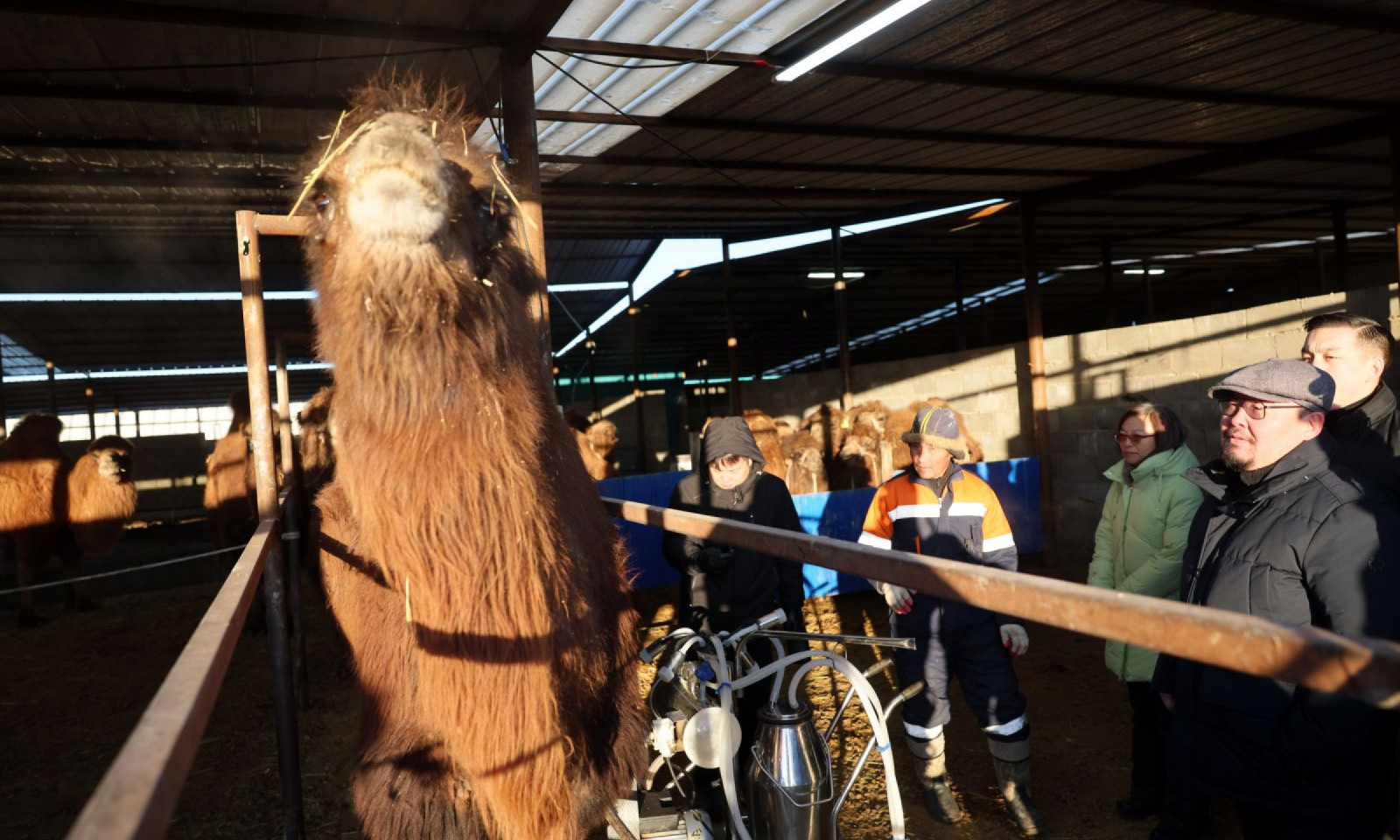 Монголын анхны ингэний ферм сүү, сүүн бүтээгдэхүүнээ дэлхийд таниулах зорилго өвөртөлжээ