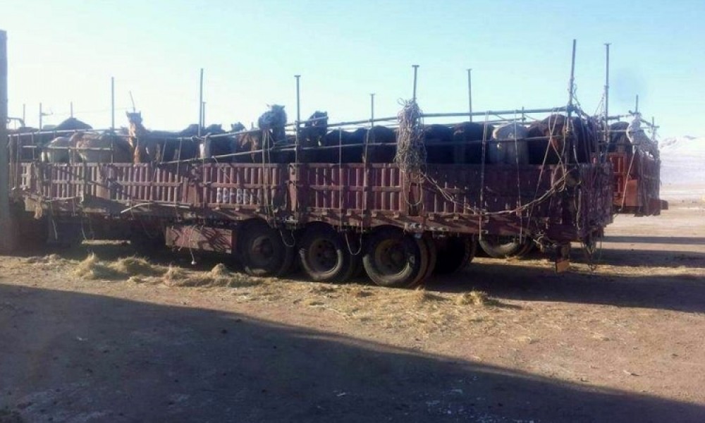 У.Хүрэлсүх: Адуу амьдаар нь гаргахгүй. Гүйцээ